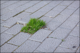 fotografía, naturaleza urbana, Valencia, serie