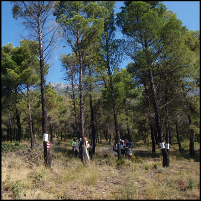 Image result for πευκο ρητινη