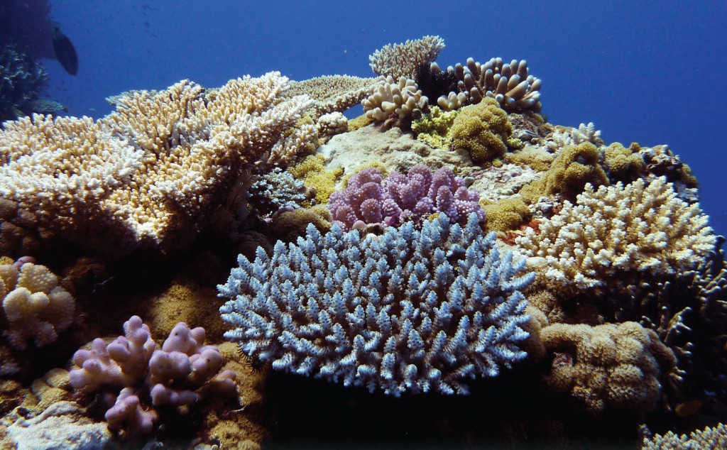 Scary news for corals - from the Ice Age - The Archaeology News Network