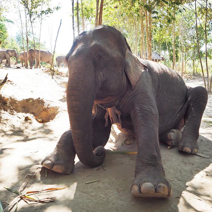 elephant discovery chiang mai