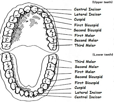 Teeth Map