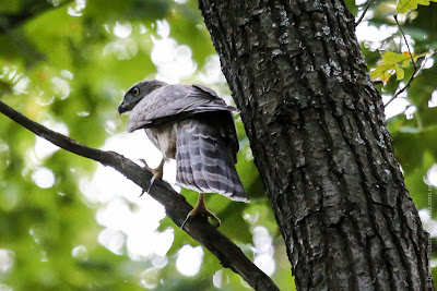 Ястреб тетеревятник. Goshawk. Accipiter gentilis.