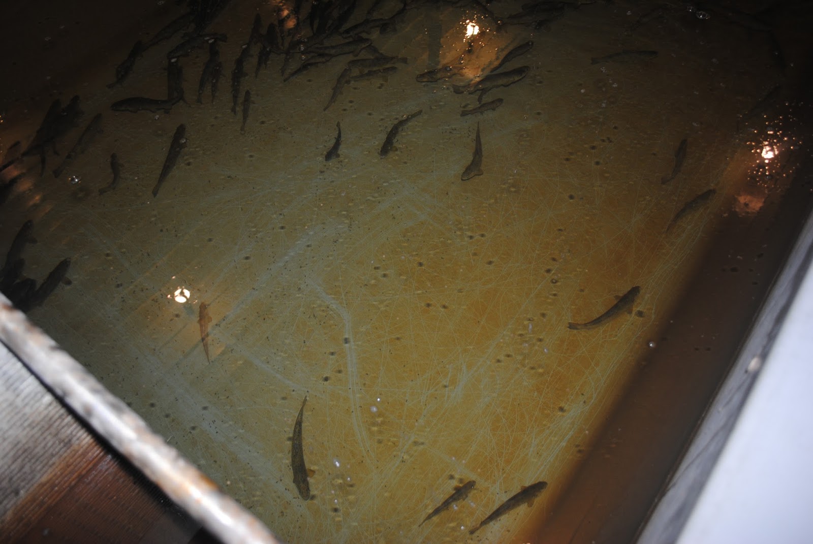 Lake Huron Fishing Club School Salmon Hatcheries and Events Lake Huron