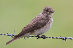 birds alone moore wildlife peter plumages returned often variety