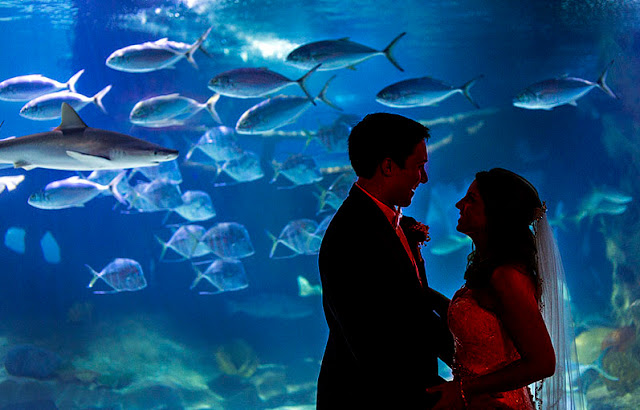 Wedding Venues In Cleveland Ohio greater cleveland aquarium Wedding Venues In Cleveland Ohio greater cleveland aquarium
