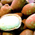 Cupuaçu