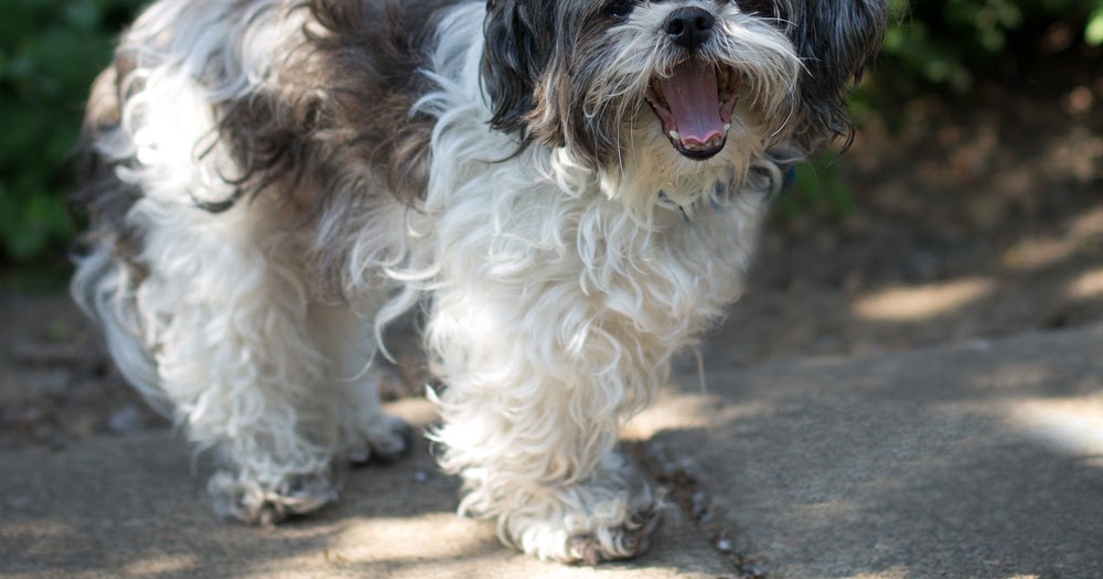 Shelter Dogs of Portland "RUMBA" cute dust mop