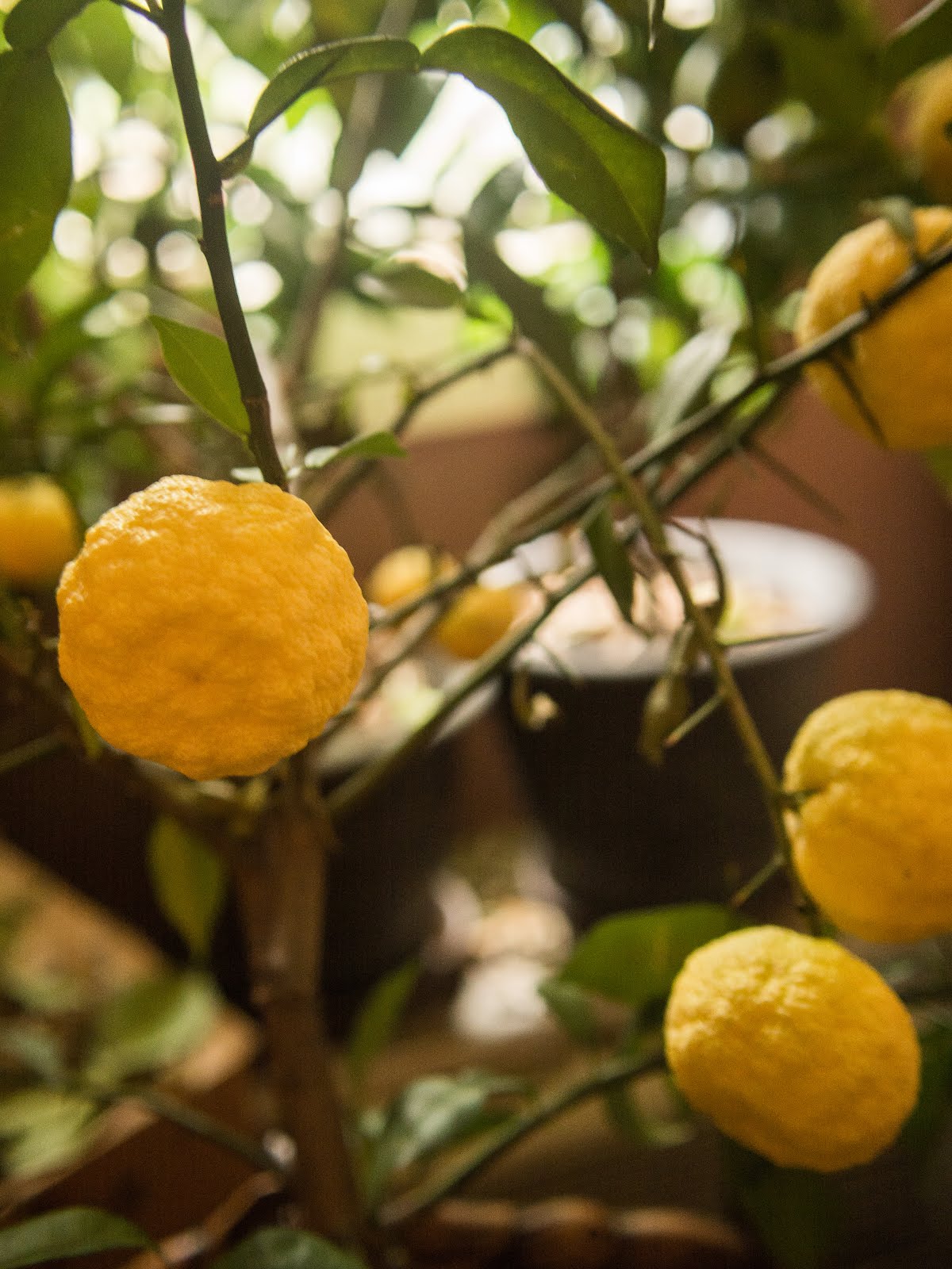 Citrus Enthusiast In Season YUZU Citrus Enthusiast In Season YUZU