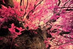 pink leaves oak mossy wallpapers flowers trees nature fashionable plants animatedgif kb via above wallpapersafari blossom