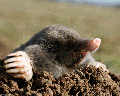 mole_3_orig.gif
