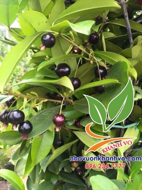 thơm ngon trái cherry brazil nhiệt đới  Trai-cherry-brazil