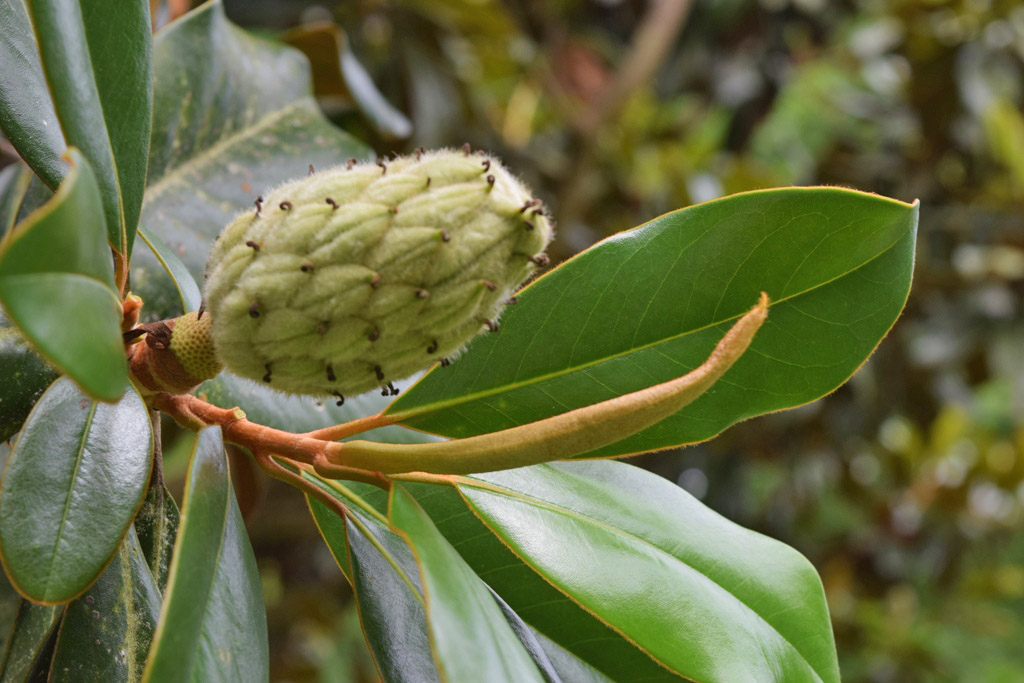 MARIETTE'S BACK TO BASICS {Magnolia Stages}