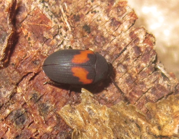 Platydemaellipticum%25231.JPG