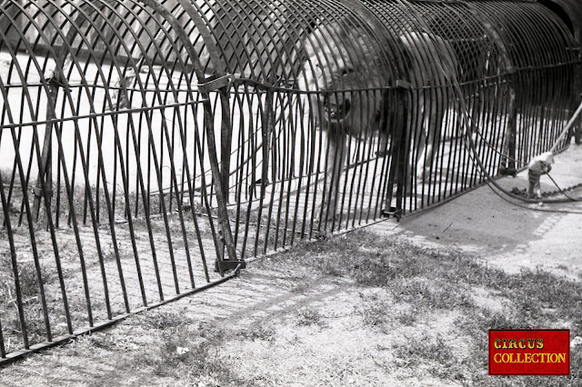 Lion sortant de piste au Cirque Bouglione 1962
