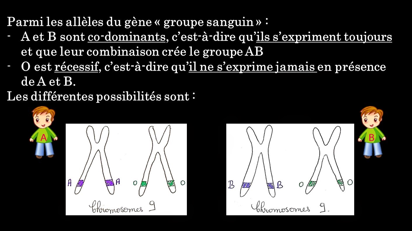 Le labo d'Anissa - SVT: Chapitre 3 : Chromosomes, gènes, allèles (3ème).