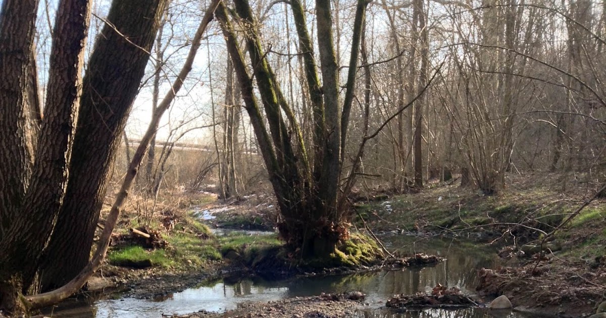 Flora Insubrica Sphaerotilus natans
