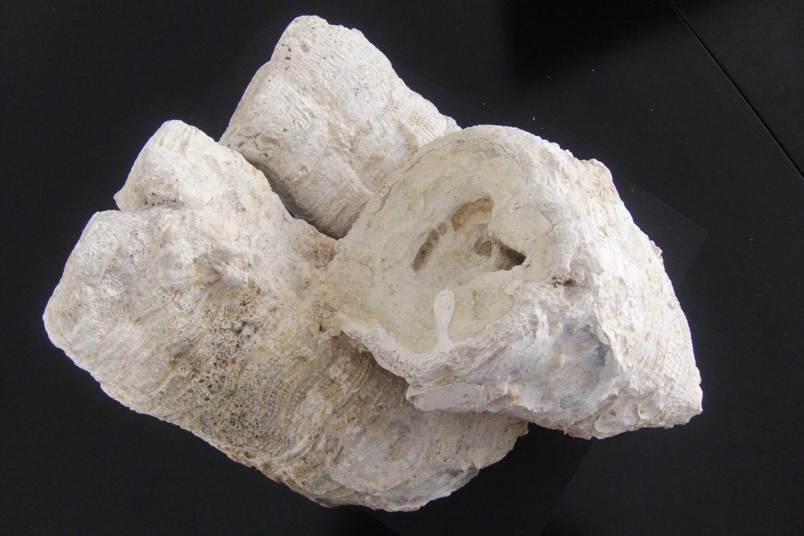 FOSSILES DE CHARENTE-MARITIME ET AUTRES ORIGINES: BIVALVES : rudistes