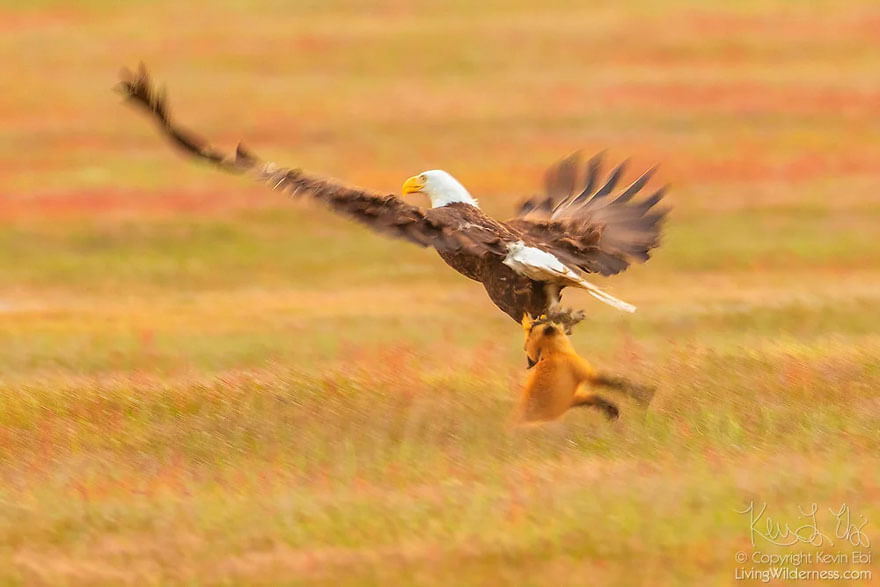 Photographer Captures Epic Battle Between Fox And Eagle Over Rabbit