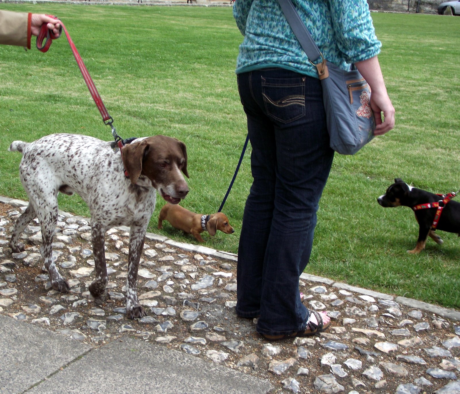 Daily Photos from Winchester Dogs