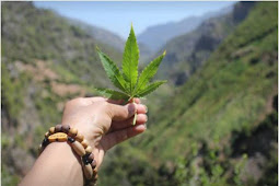 شركة كندية تبحث عن موظفين لتذوق الحشيش The tasting function of cannabis