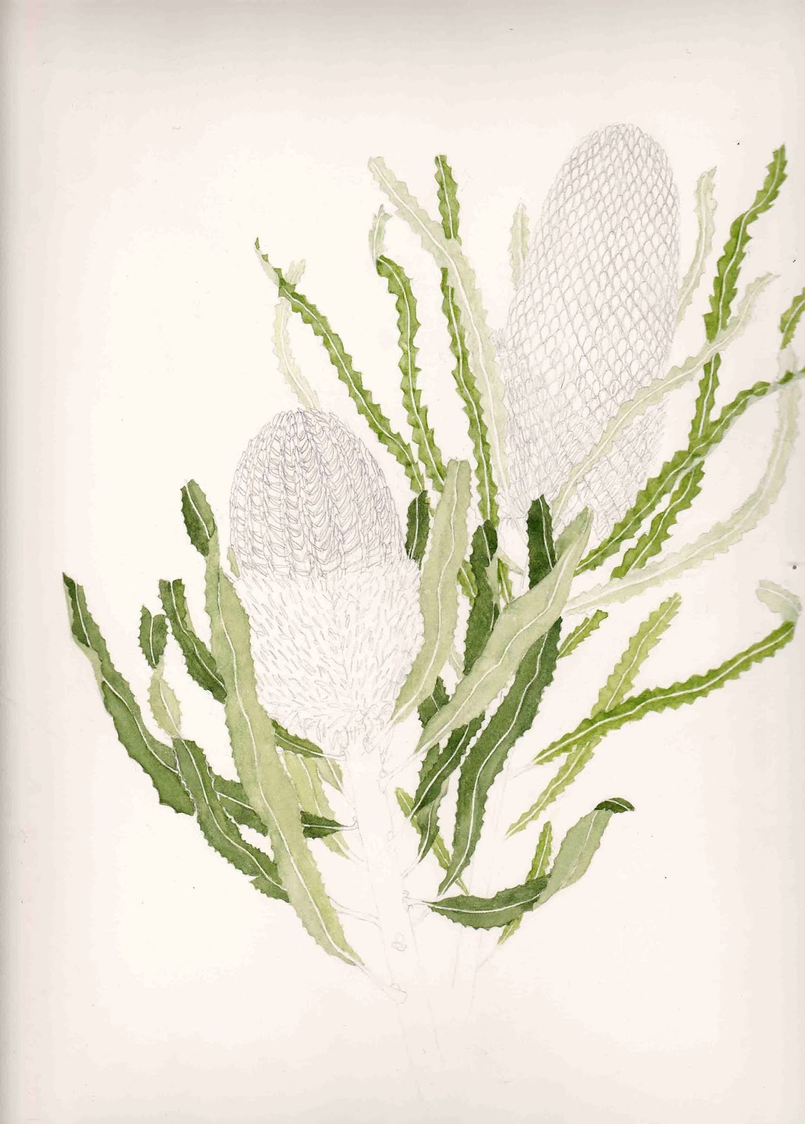 Botanical Art - Holiday Sketching: More banksias