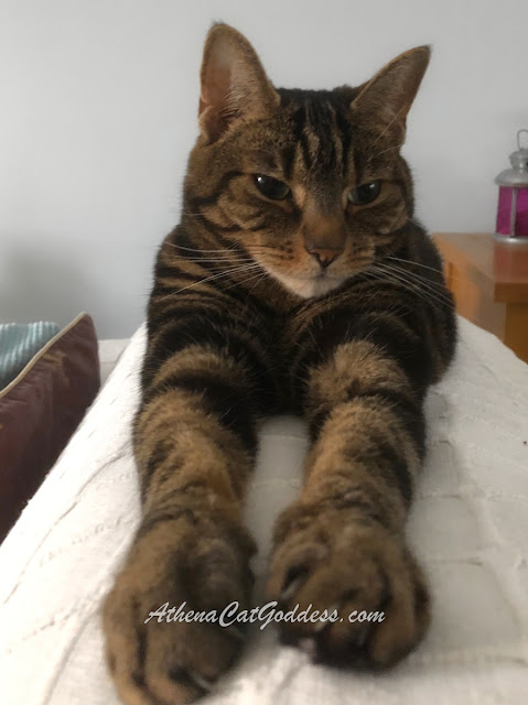 tabby cat with stretched out paws