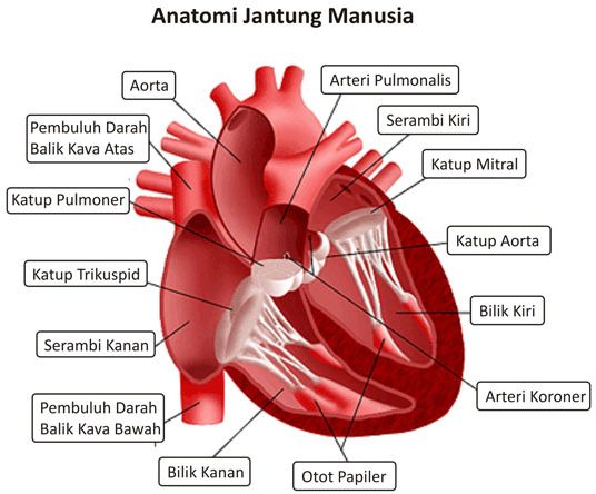 Anira Gambar Jantung Anatomi Kardiovaskuler Sistem Bagian Pembuluh Kartun