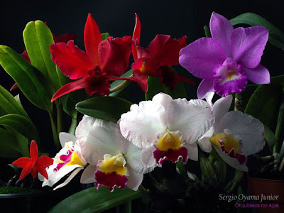 Orquídeas floridas no apê Orquídeas floridas no apê