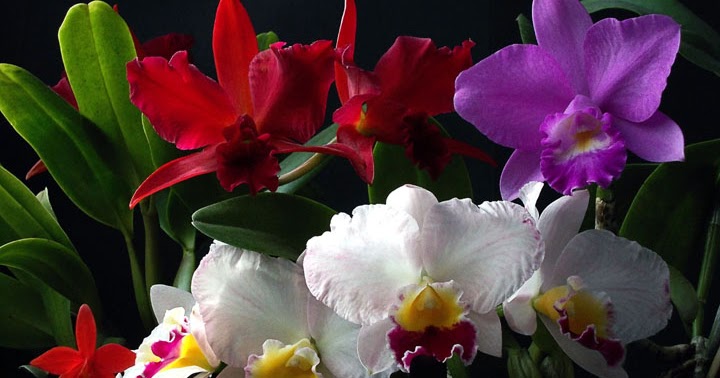 Orquídeas no Apê: Como Ter Orquídeas Floridas o Ano Todo