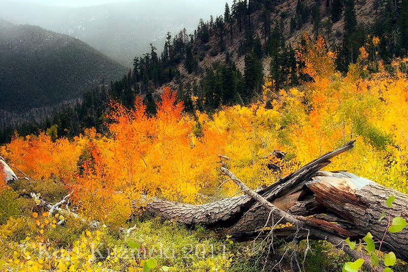Southern Nevada Outside Fall colors at Mt Charleston