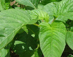 Callaloo