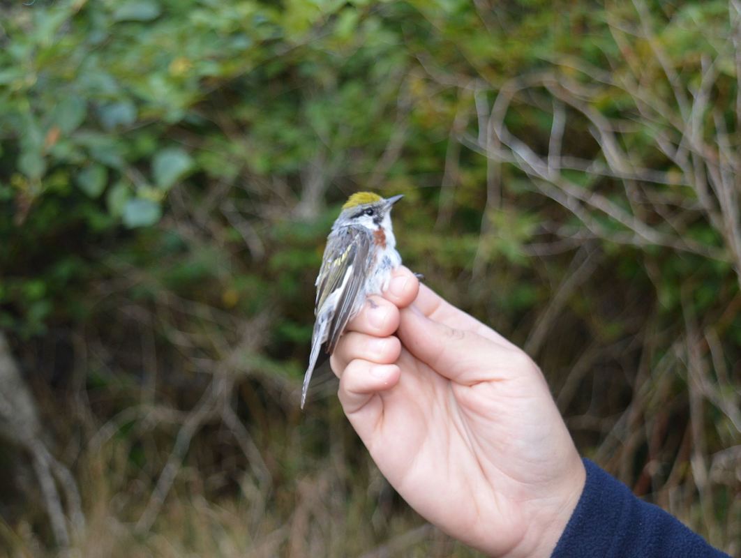 Point Bird. Pointing Bird.