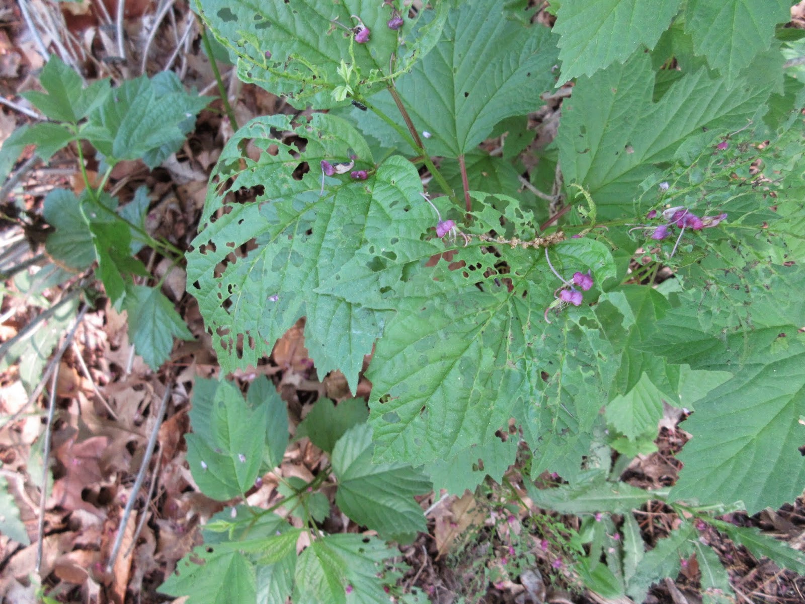 Plant Inventory At 20 Timothy Viburnum Prunifolium Blackhaw