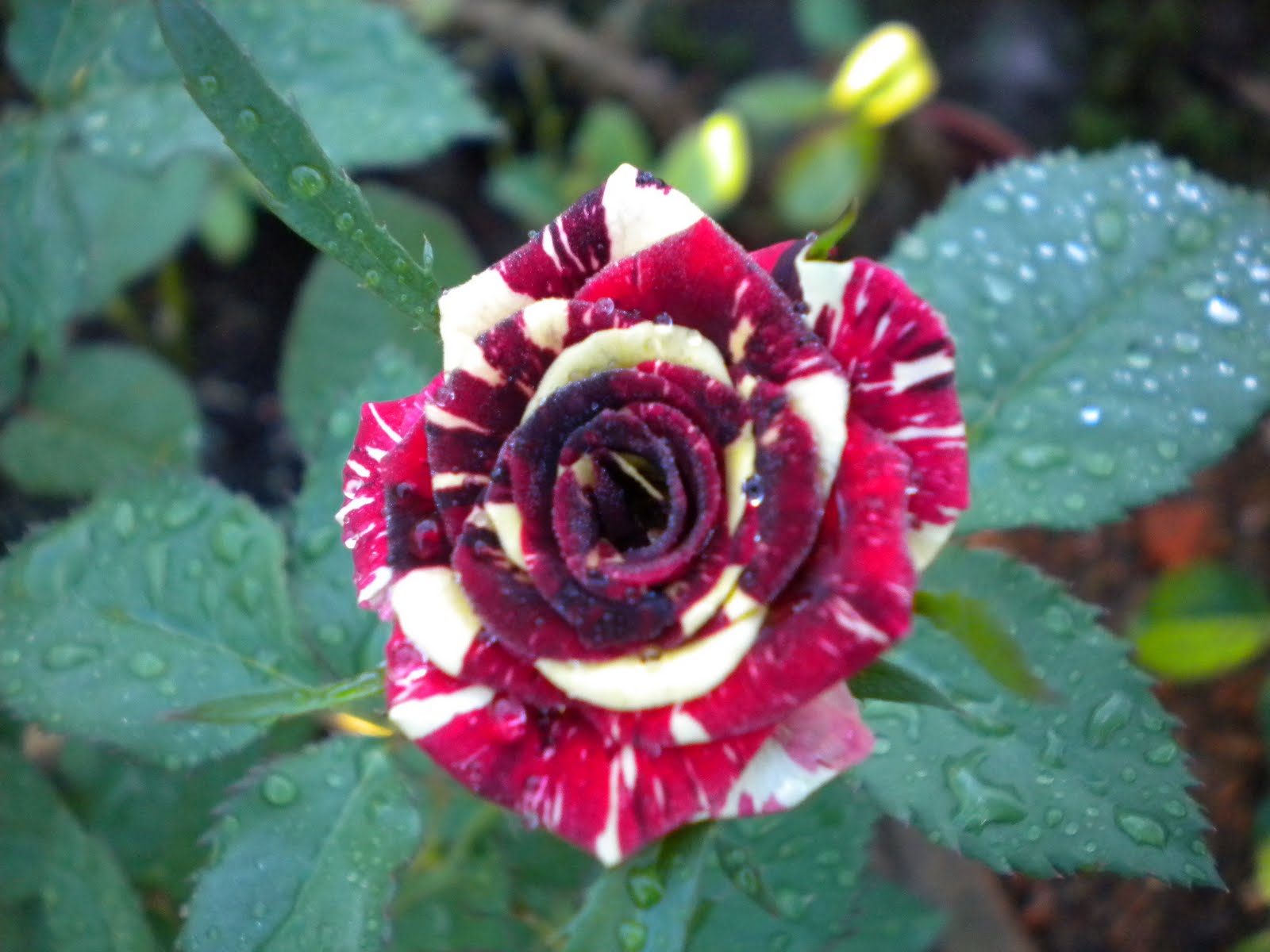 pokok-pokok: Pembekal pokok bunga ros - Floria 2011