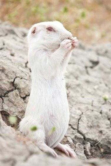 Prairie Dog | A-Z List of 125 Rare Albino Animals [Pics]