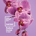 Radiant Orchid - 2014 színe