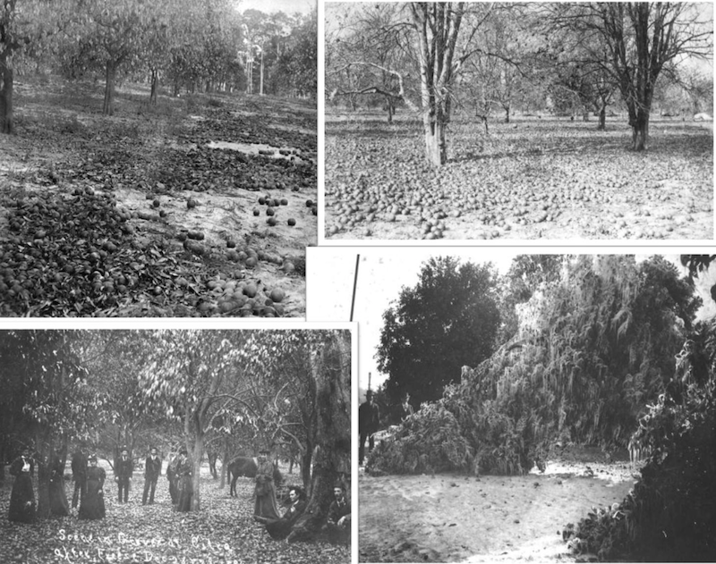 Frontier Florida Chilly reminder of 18941895 freeze