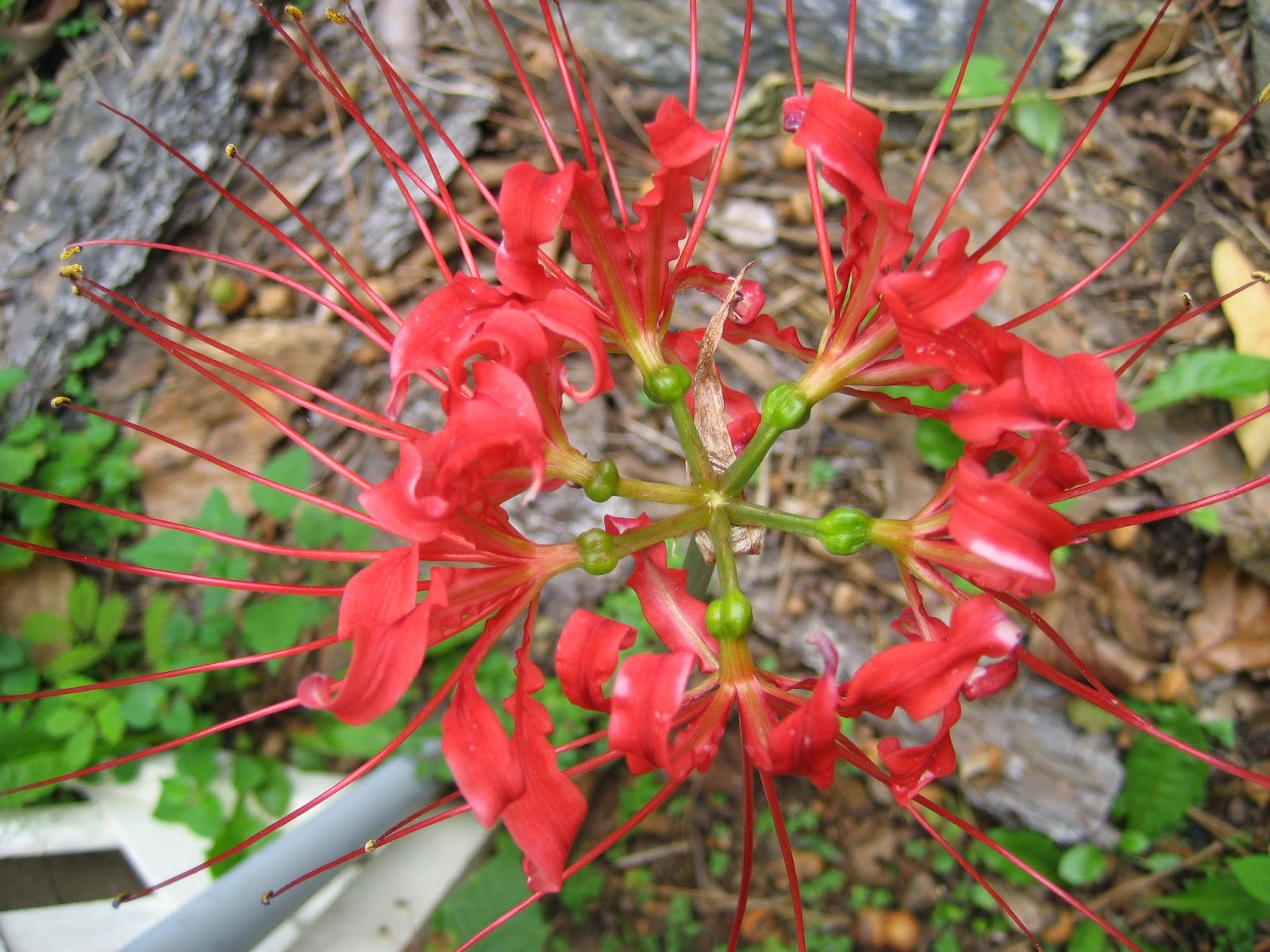 Discovering His Creation Spider Lily, Hurricane Lilies (Lycoris radiata )