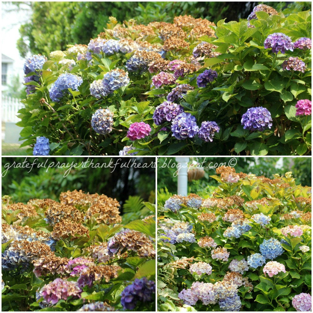 Front Yard Landscaping Hosta Pdf