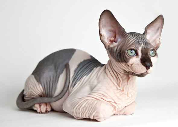 5 Contoh Deskripsi Tentang Kucing Dalam Bahasa Inggris dan 5 Contoh Deskripsi Tentang Kucing Dalam Bahasa Inggris dan