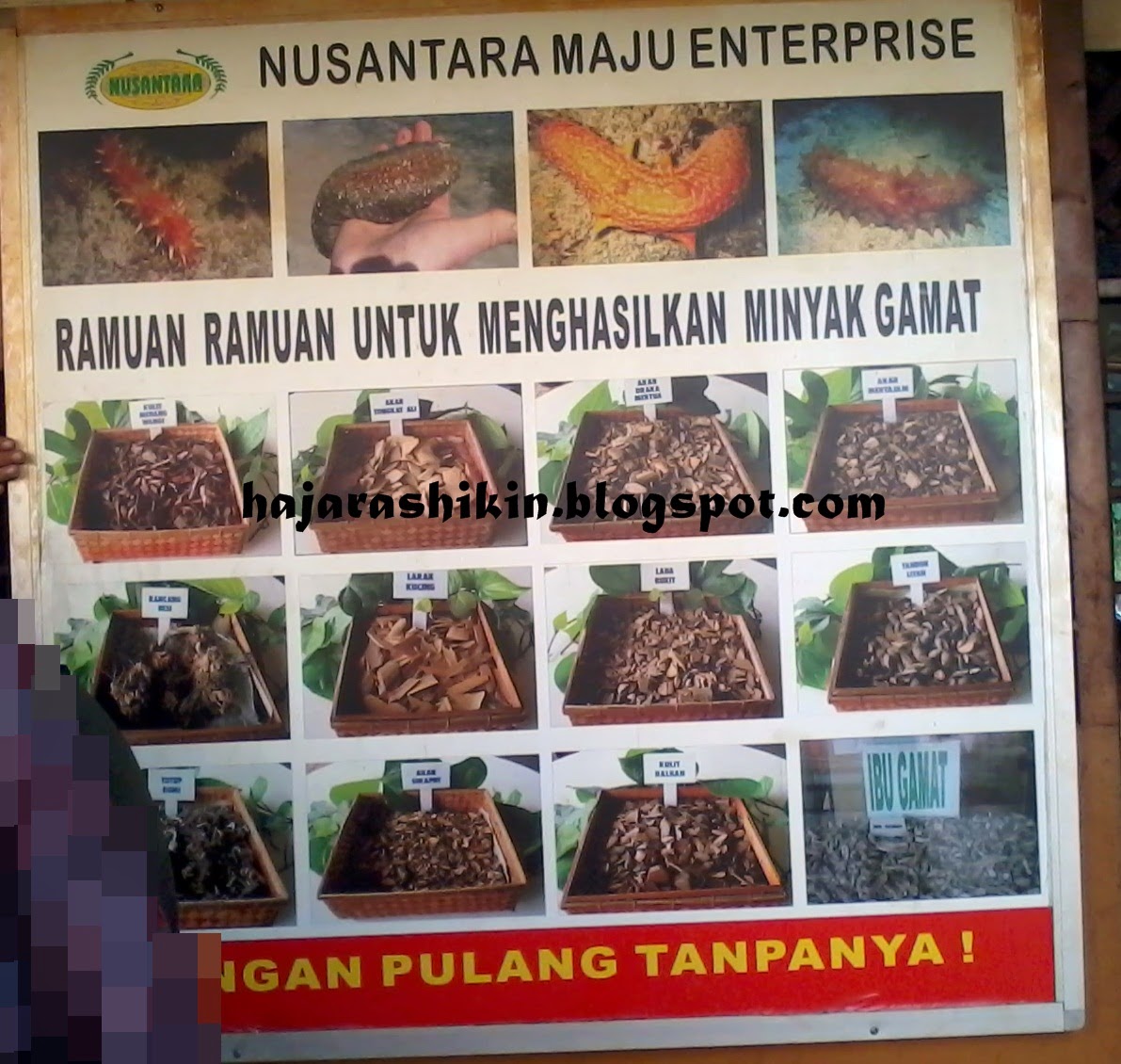 Produk Gamat Asli di Nusantara Maju Langkawi