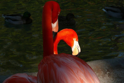 Close Up Flaminggo Close Up Flaminggo