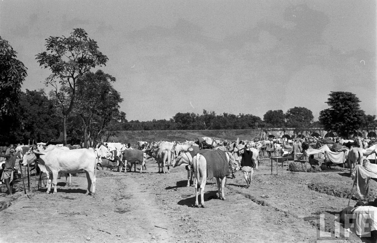 Elephants in Sonepur Cattle Fair in Bihar 1952 - Part 2 - Old Indian Photos