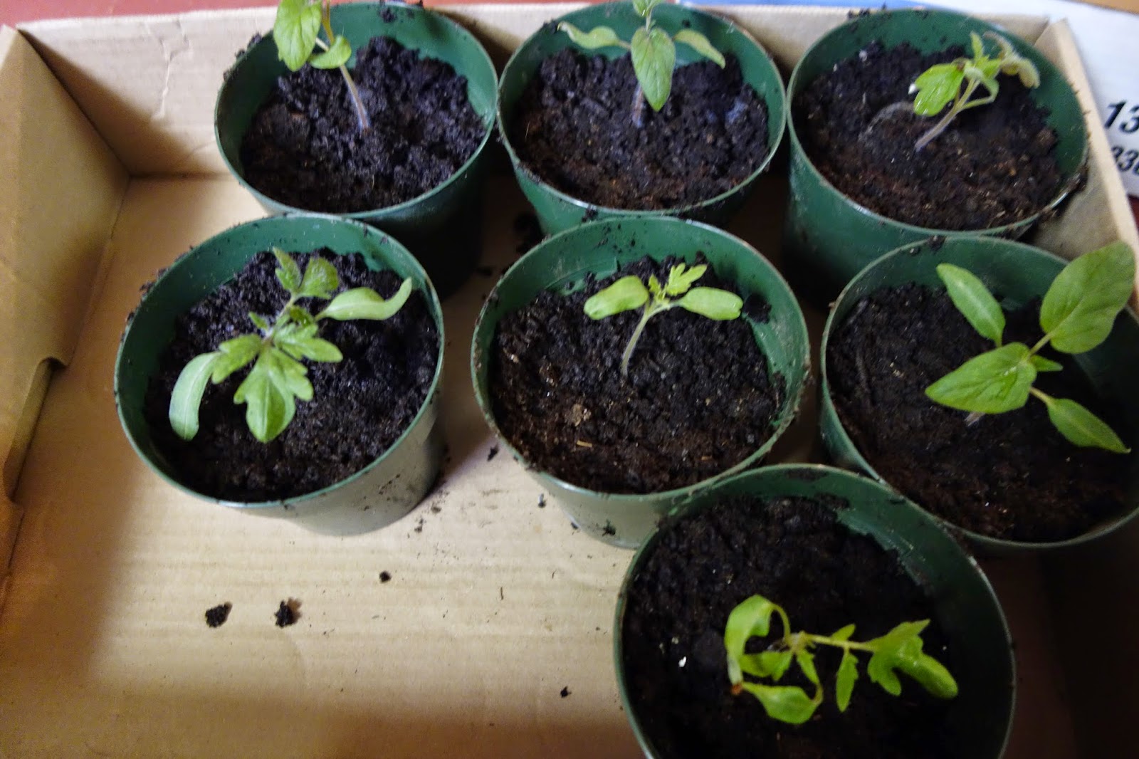 Cold Hands Warm Earth First Transplant of Tomatoes From Peat Pellets