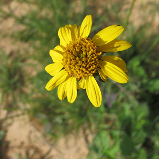 yellow wild flower in field