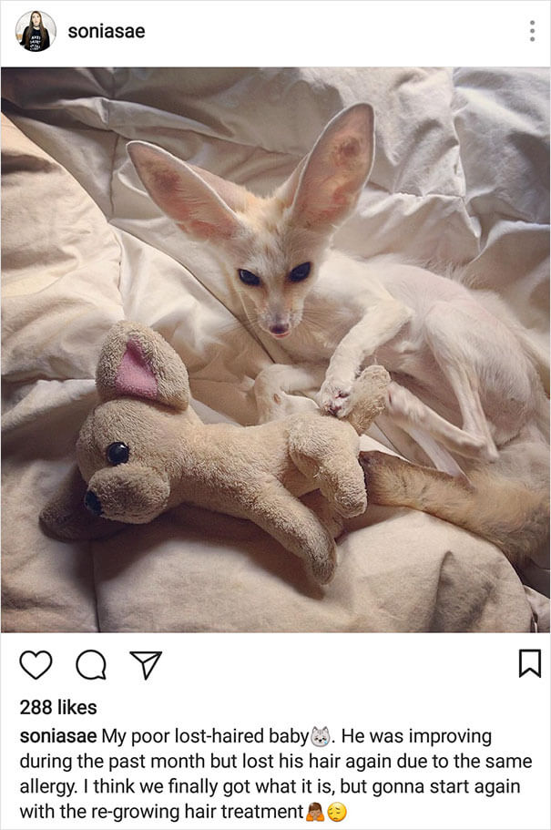 Vegan Woman Made Her Fennec Fox Become Vegan, And Here Are The Results