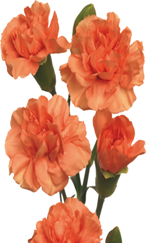 ForgetMeNot: carnations