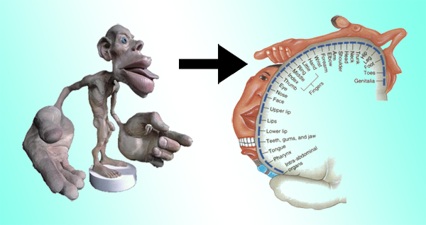 Resultado de imagen de homúnculo sensorial