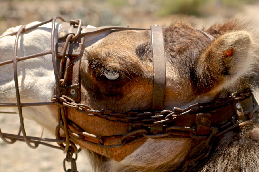 BLOG MODE HOMME PREPPY DANDY CONSEIL STYLE PARIS ELEGANCE TENDANCE JEUNE canaries