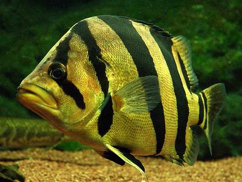 Mengenal Tiger Fish / Ikan Ringau dan Beberapa Jenisnya